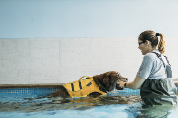 physiotherapeutin steckt im schwimmbad dem labrador
