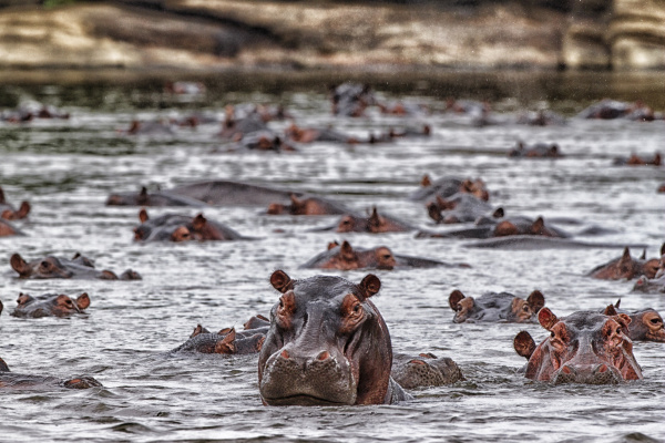 demokratische republik kongo flusspferde hippopotamus
