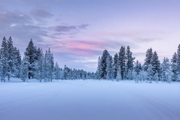 winterlandschaft mit baeumen hetta enontekioe finnland
