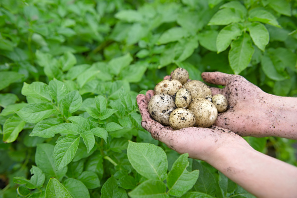 breiteres winkelbild von selbst angebauten kartoffeln