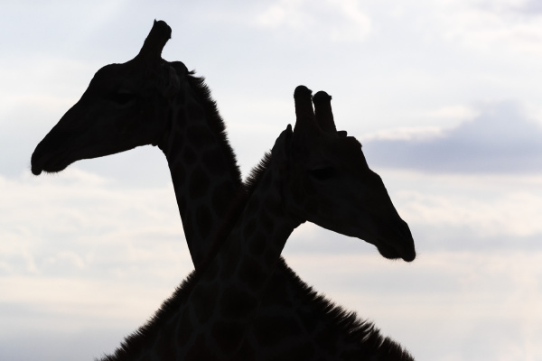 giraffe giraffa camelopardalis maennchen