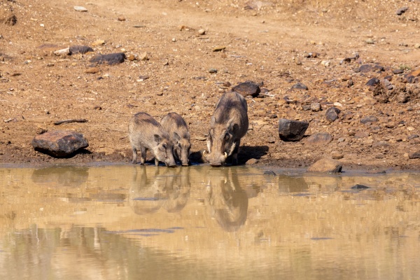 Afrikanisches Schwein Warzenschwein in Südafrika - Lizenzfreies Bild ...