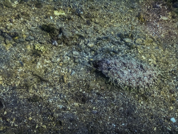 pantherflunder im sand auf dem meeresboden