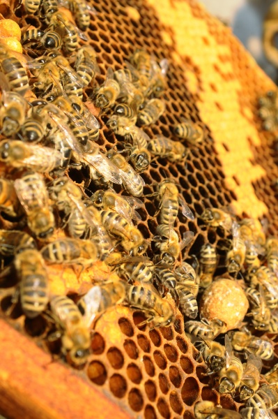 wabe mit westlichen honigbienen