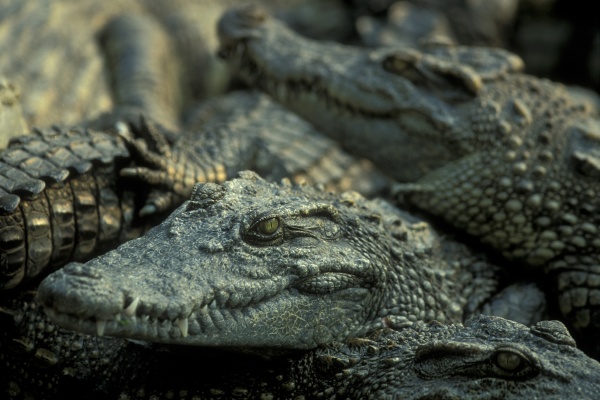 kambodscha siem reap krokodilfarm