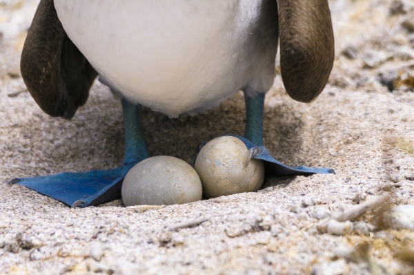 ecuador galapagosinseln san cristobal blaufuss booby