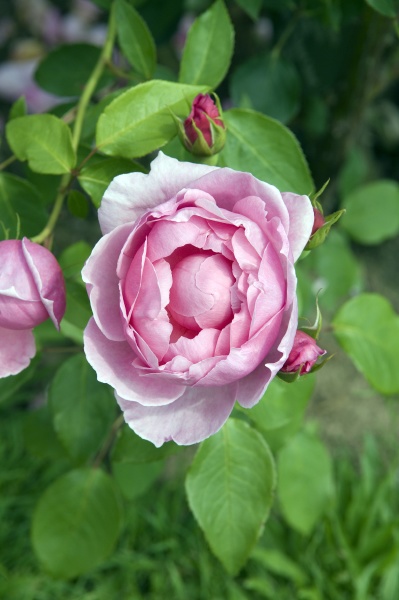englische rose heather austin