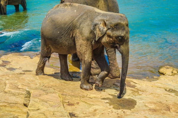 wildes elefantenbild sri lanka pinnawara