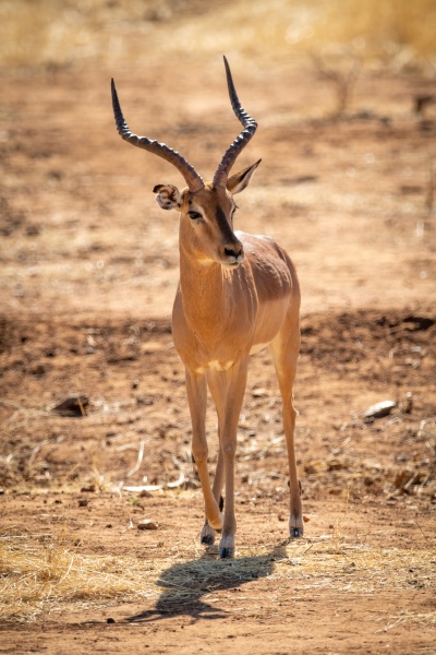 maennliches impala kreuzungspeeling in der sonne