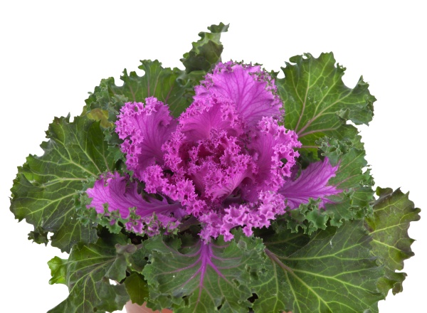 ornamental purple kale oder kohl auf
