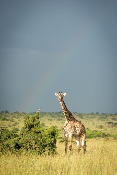 massai giraffe steht mit blick auf