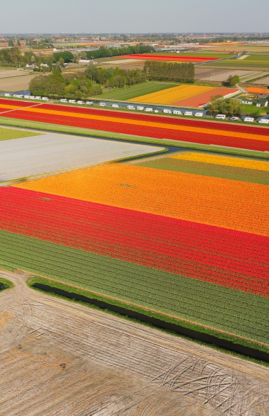 luftaufnahme wunderschoener tulpenfelder niederlande