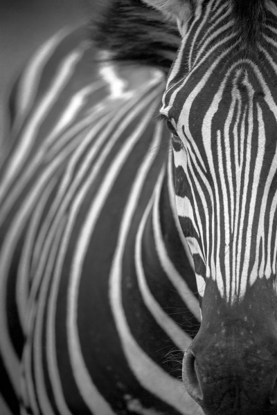 ein zebra equus quagga