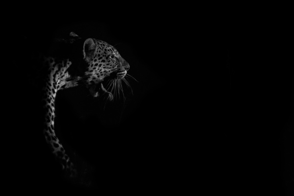ein leopard panthera pardus nachts fleckig