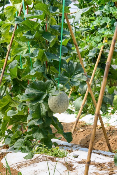 melon pot orange farm feld in