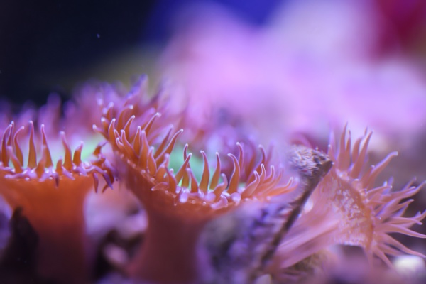 eine koralle in einem meerwasseraquarium