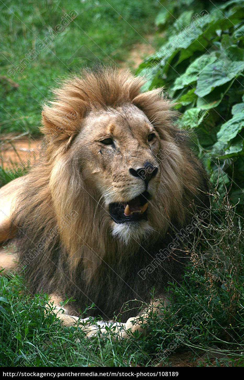 Löwe 2 Stockfoto 108189 Bildagentur Panthermedia 