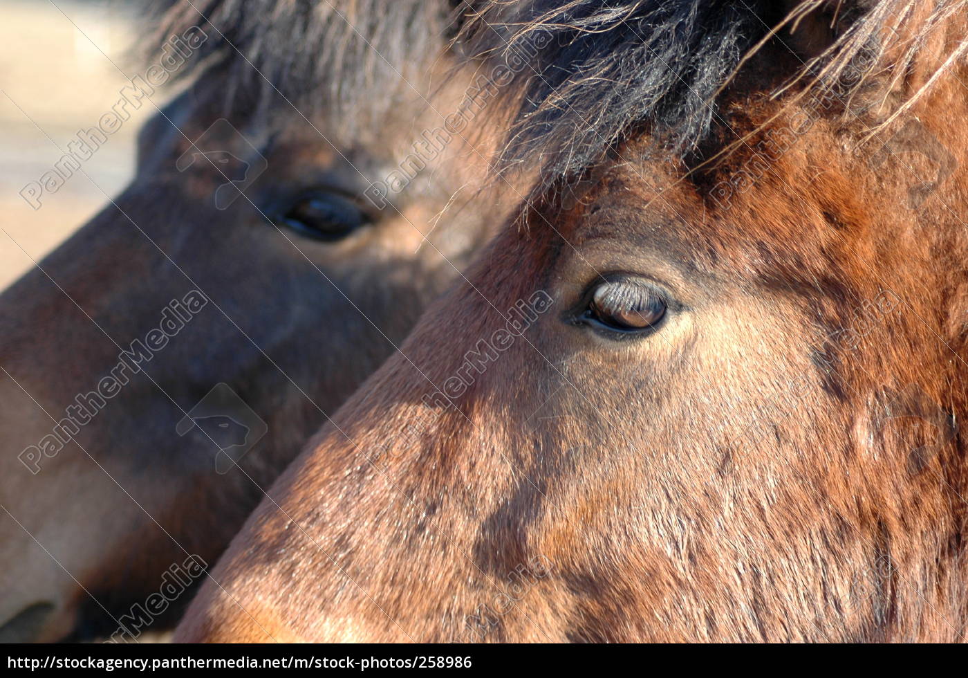 Pferdeaugen Stock Photo 258986 Bildagentur Panthermedia