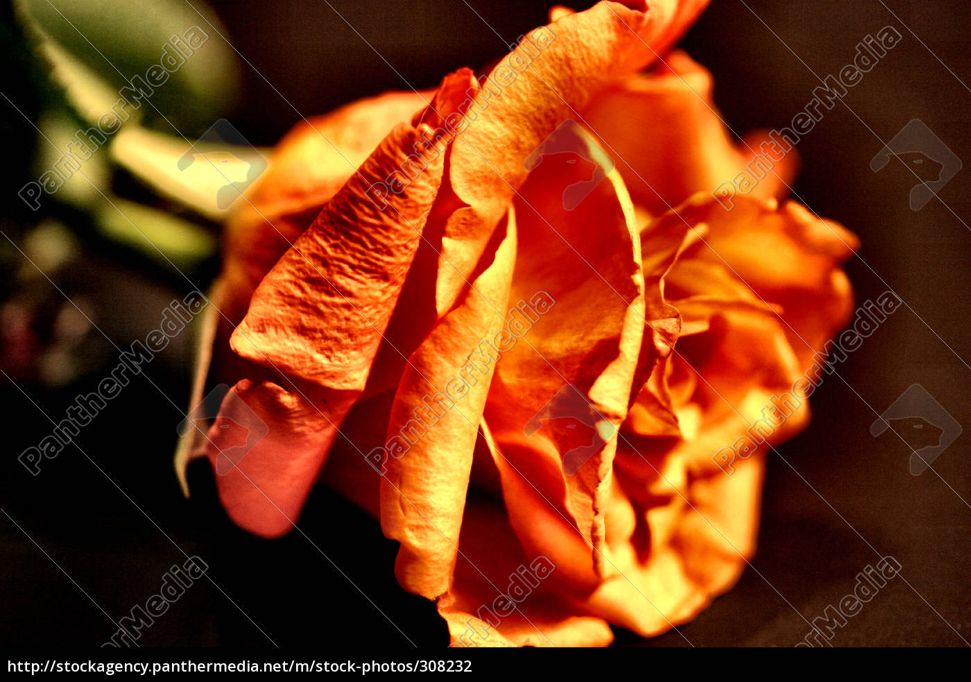 so schön wie eine Rose Lizenzfreies Foto 308232 Bildagentur