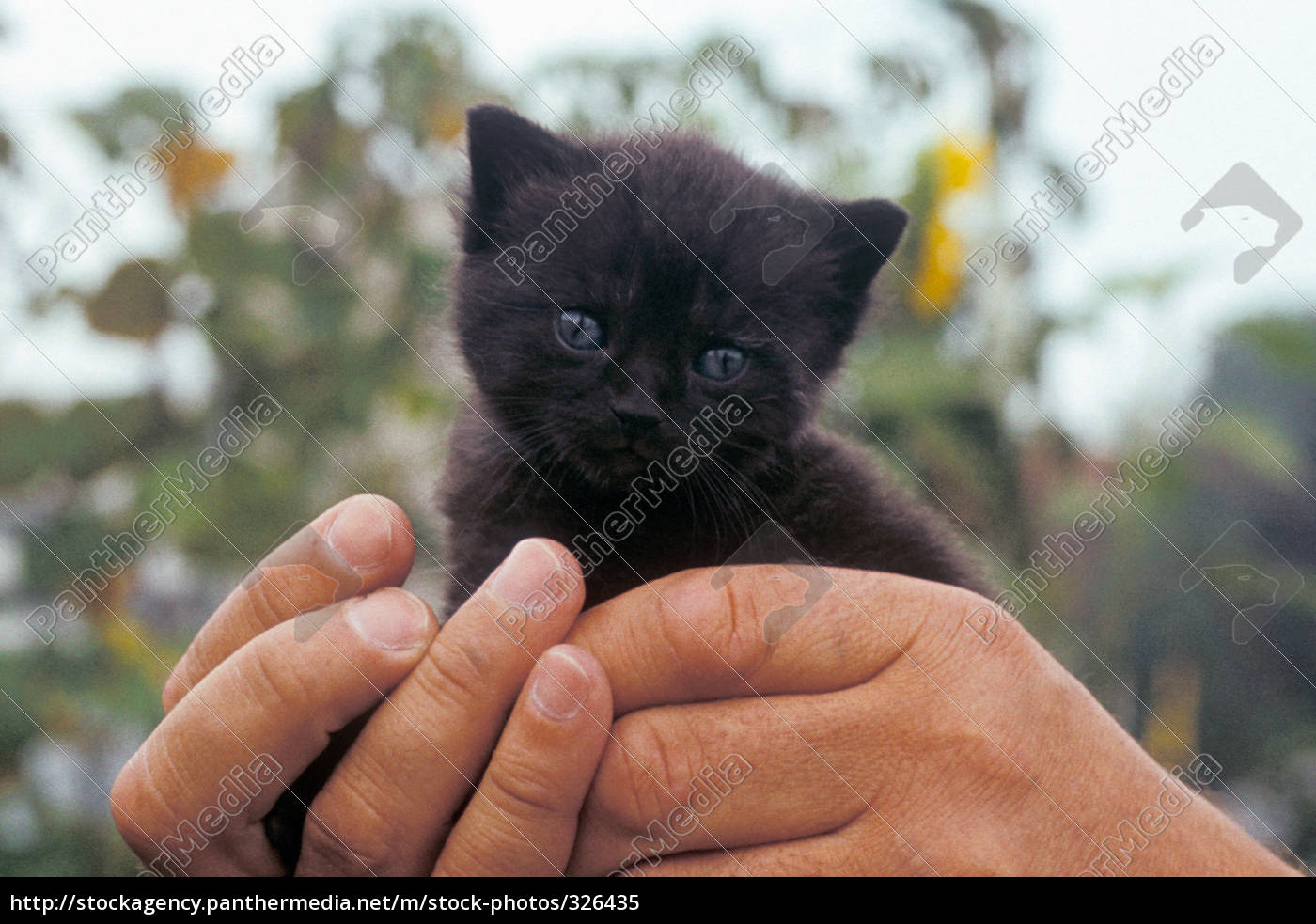 tier schwarz süß haustier katze halten niedlich süss ...