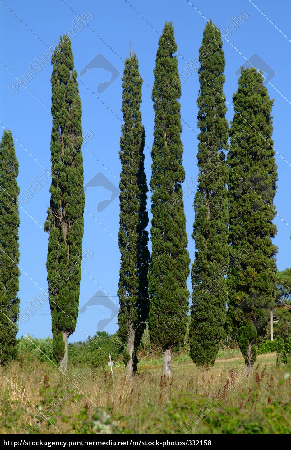 baum zypresse 6 Stock Photo 332158 Bildagentur