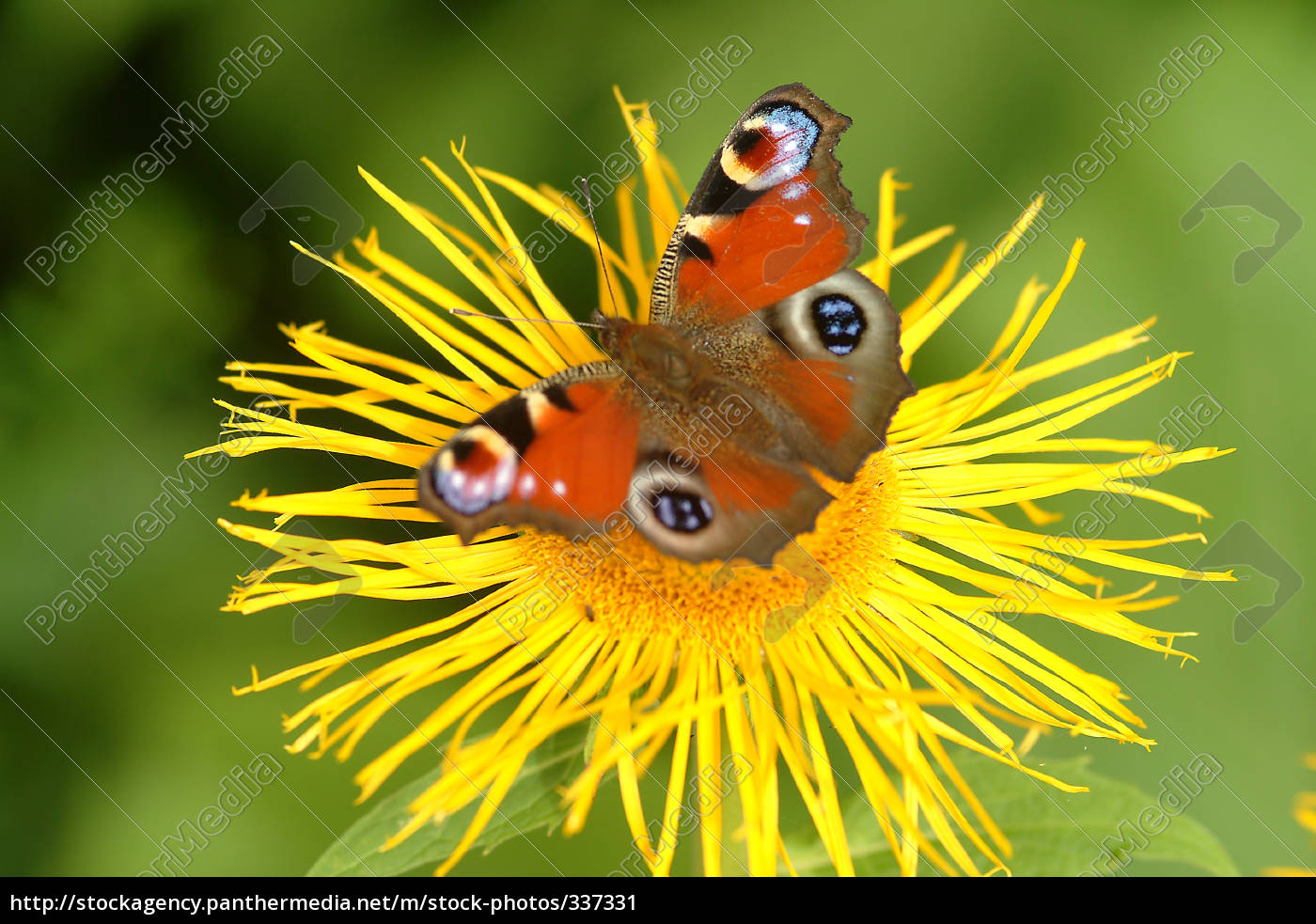 Schmetterling Auf Blume 1 Lizenzfreies Bild 337331 Bildagentur Panthermedia