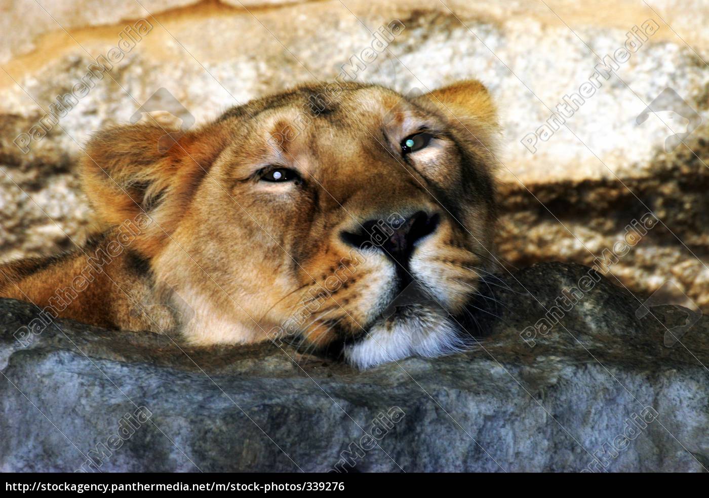 Lowen Portrait Lizenzfreies Foto Bildagentur Panthermedia