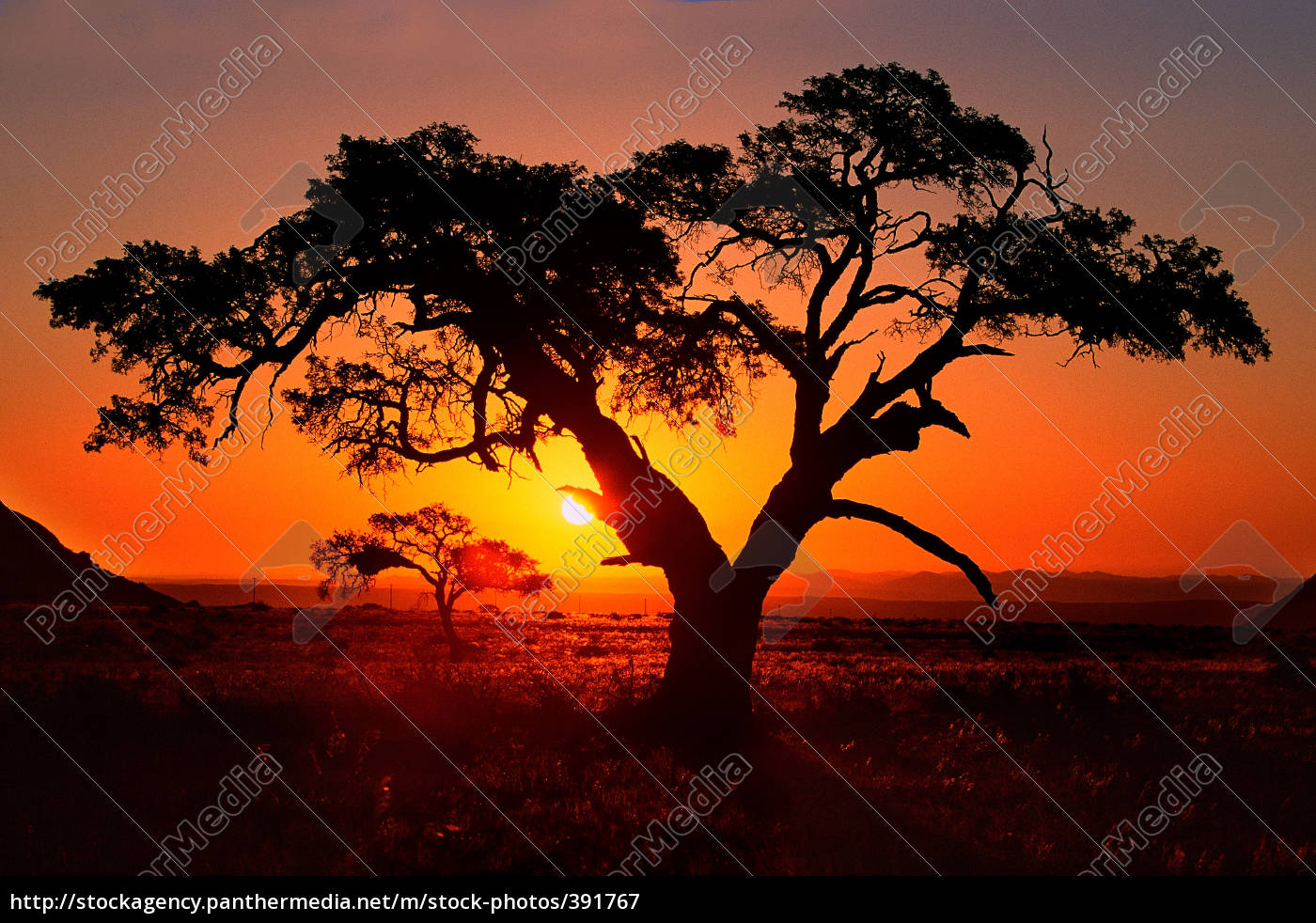 Wustenbaum Stockfoto 391767 Bildagentur Panthermedia