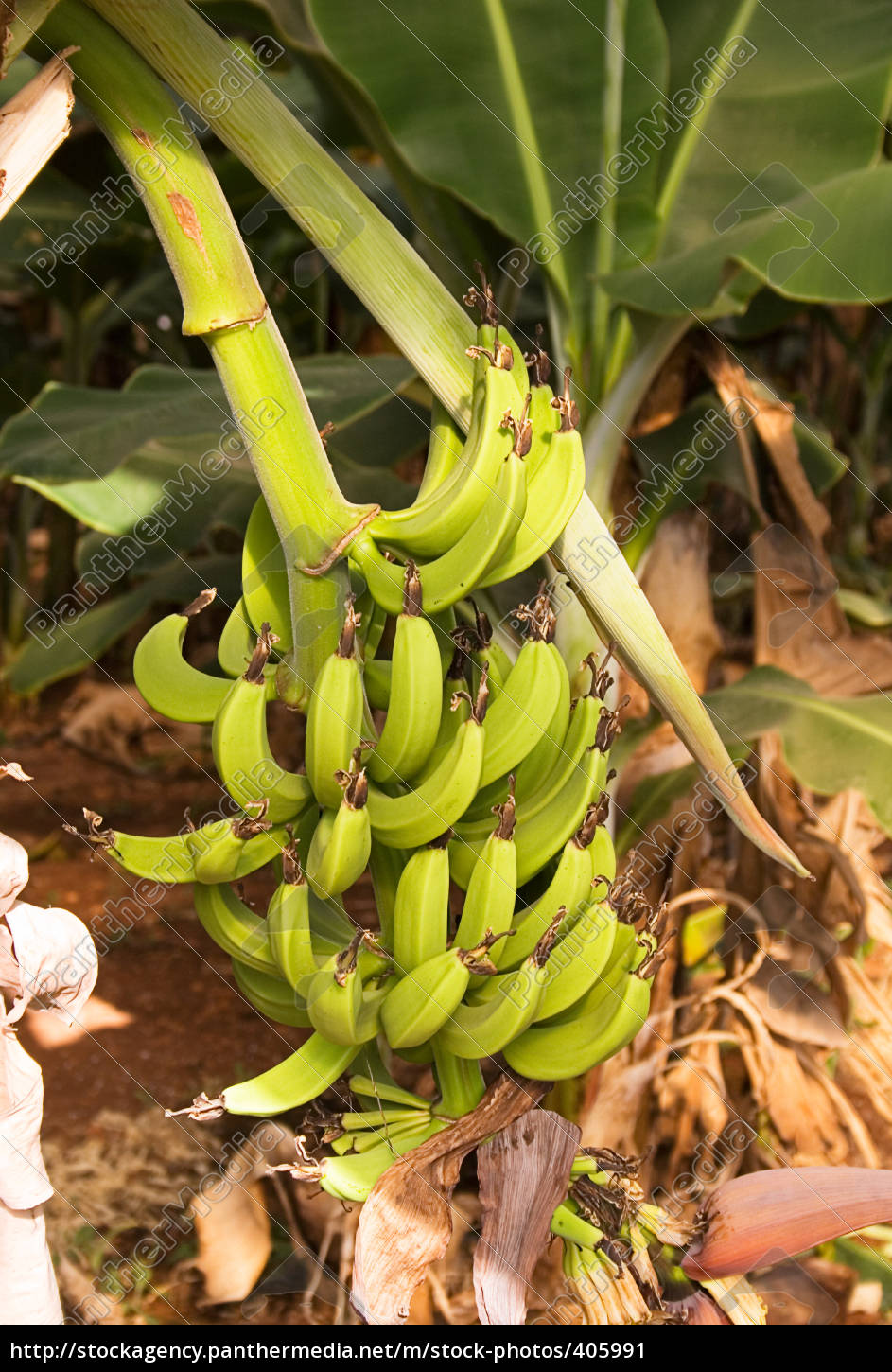 Bananenstaude Lizenzfreies Bild Bildagentur Panthermedia