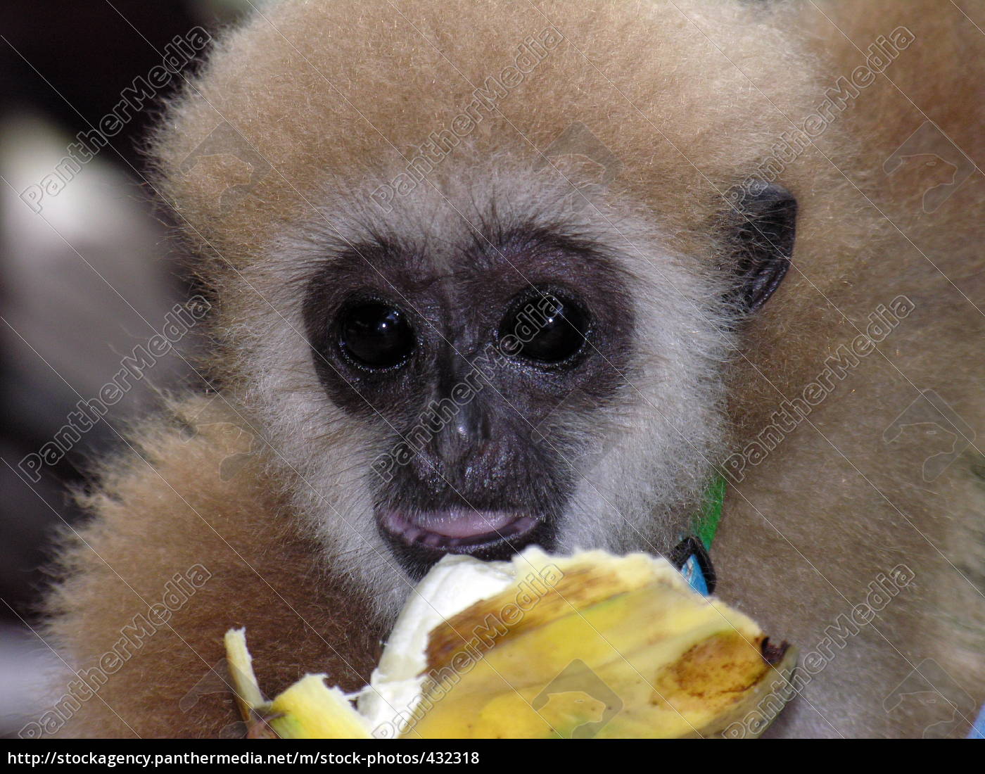 Kleiner Affe Grosse Banane Stockfoto Bildagentur Panthermedia