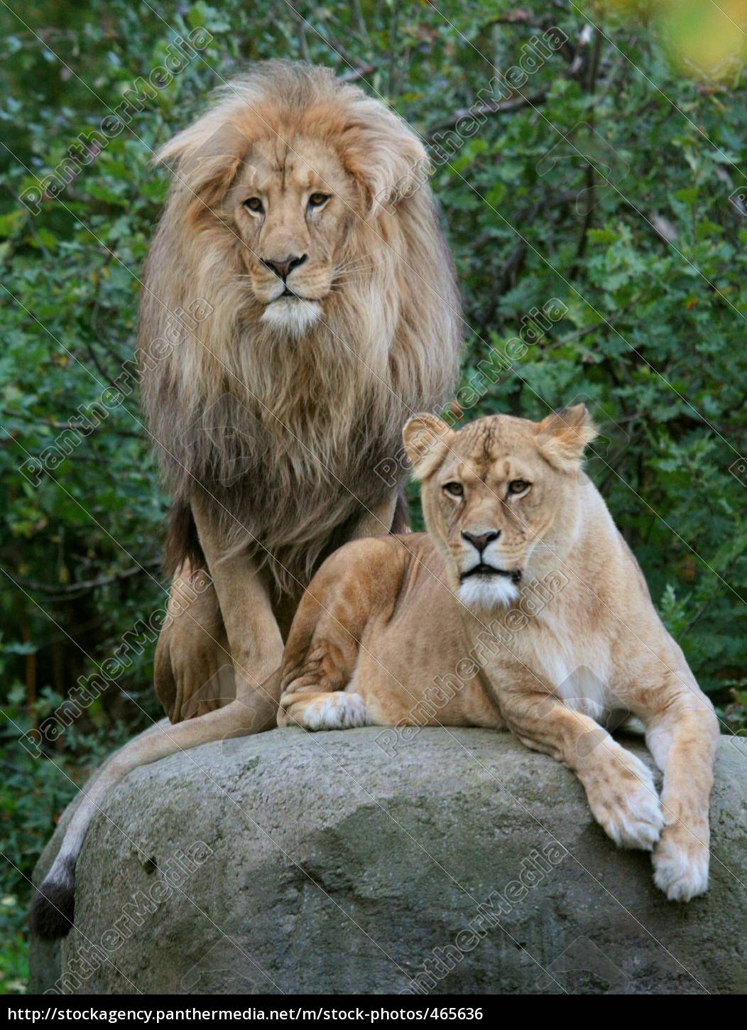 Lowenpaar Lizenzfreies Foto Bildagentur Panthermedia