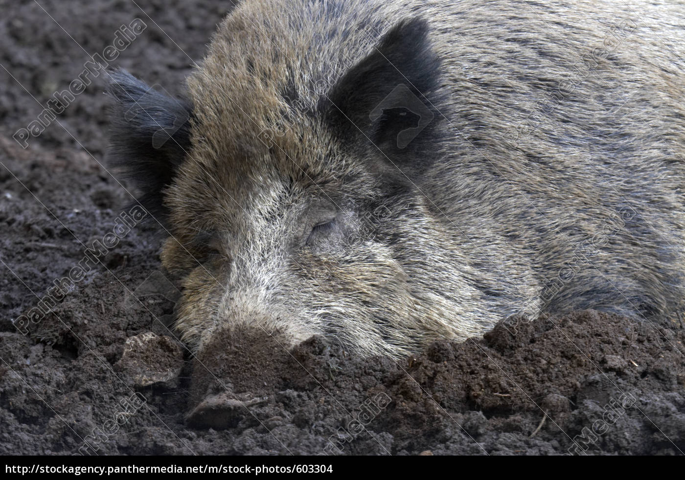 Mudes Wildschwein Lizenzfreies Foto 603304 Bildagentur Panthermedia