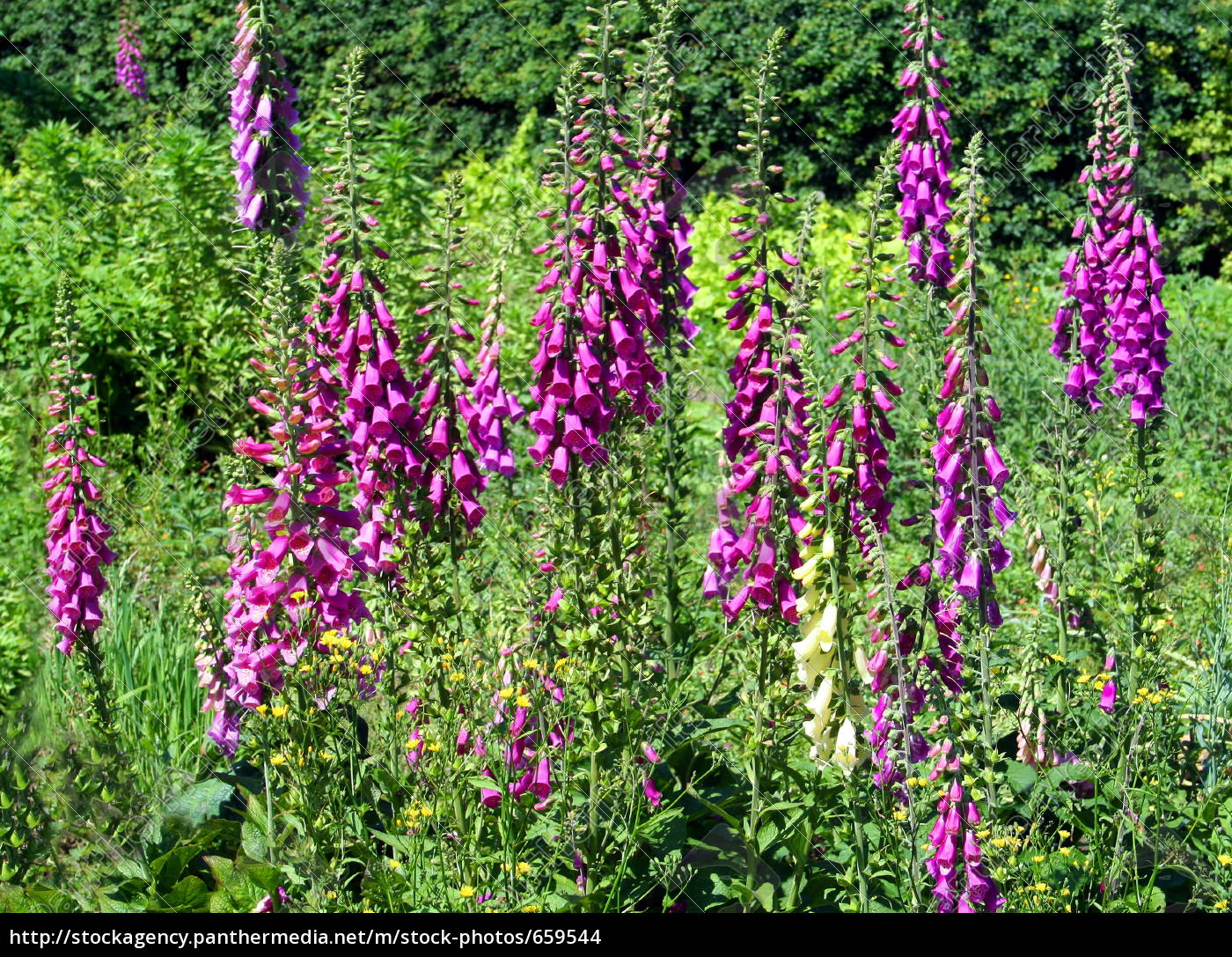 Verwilderter Garten Lizenzfreies Foto 659544 Bildagentur