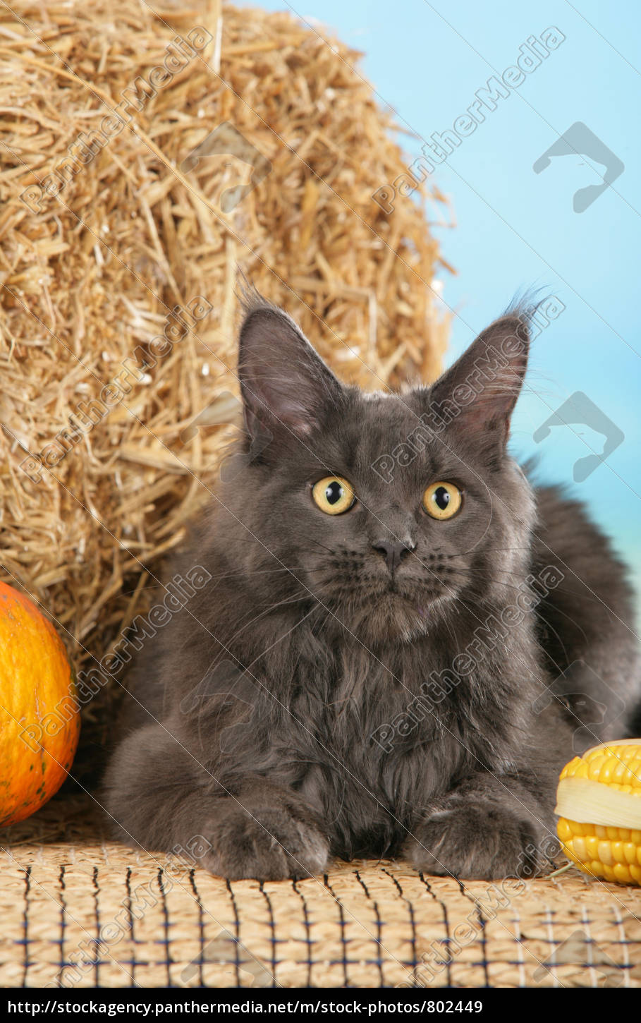 Stockfoto 802449 Graue Maine Coon Katze