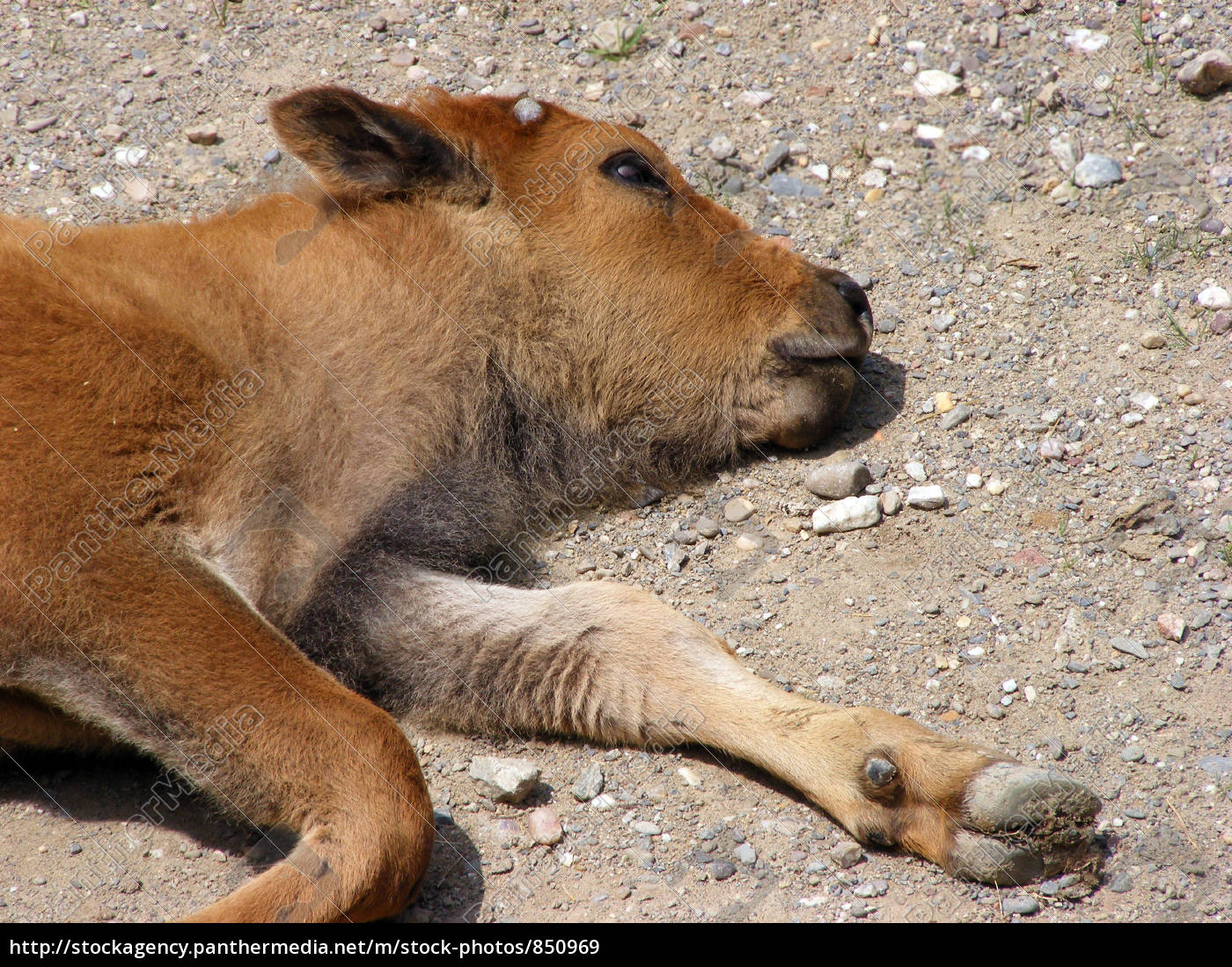 Mudes Bisonbaby Lizenzfreies Bild 850969 Bildagentur Panthermedia