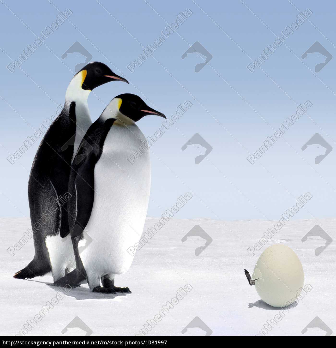 pinguin-familie - Lizenzfreies Bild - #1081997 - Bildagentur PantherMedia