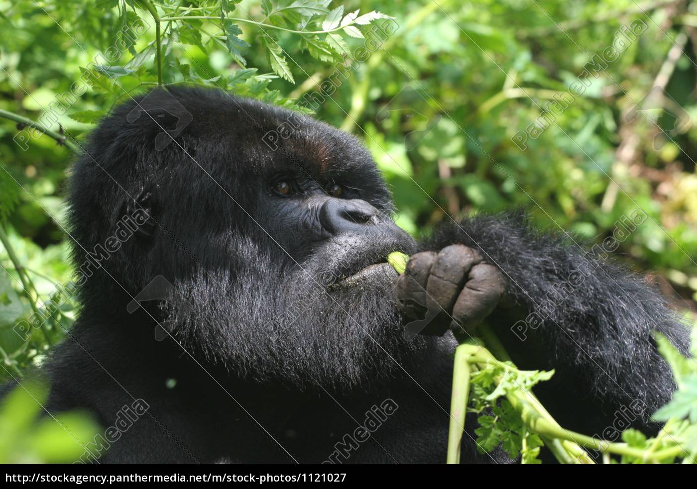 Gorilla Essen Lizenzfreies Bild Bildagentur Panthermedia