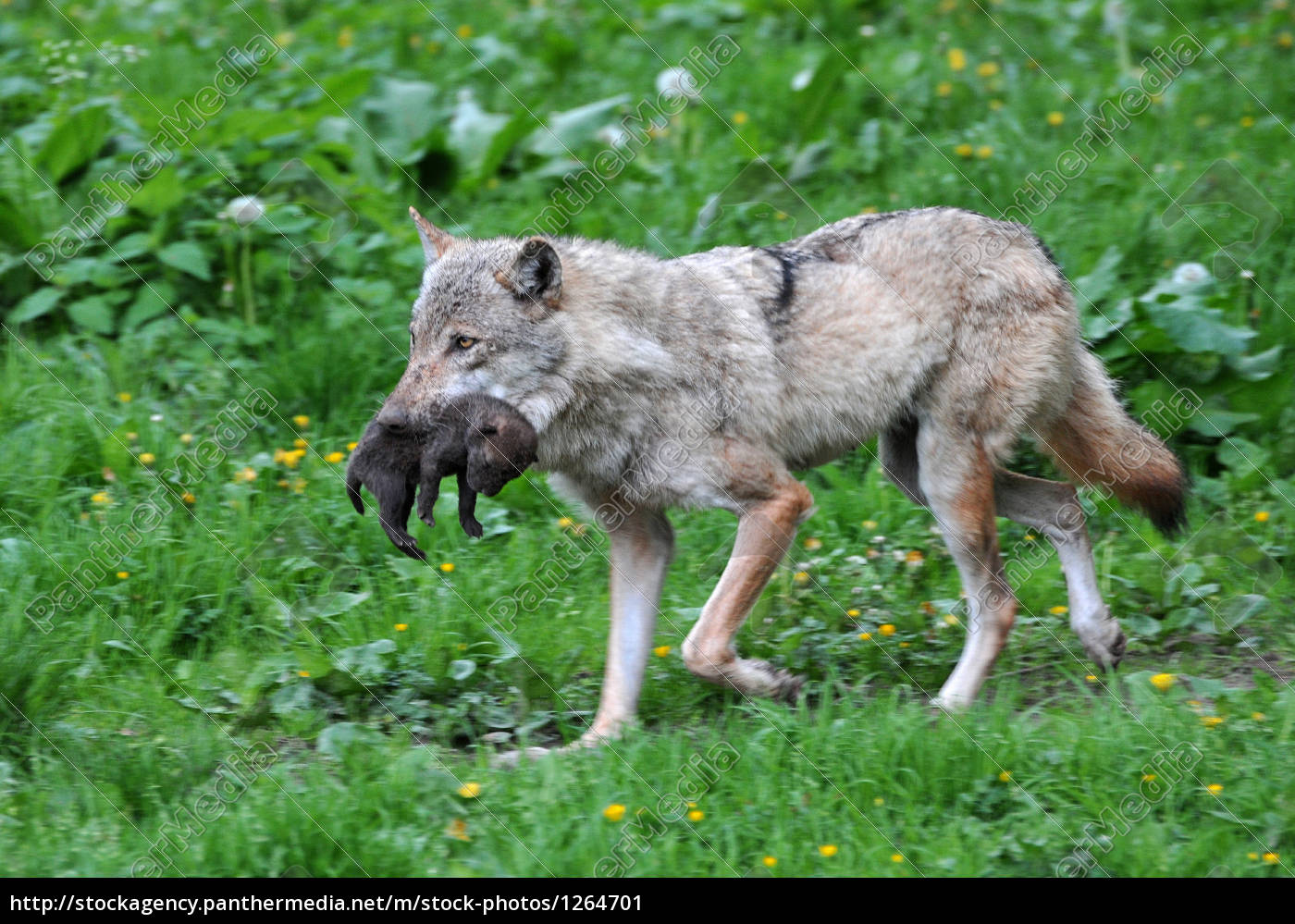 Wolf Und Welpe Stockfoto Bildagentur Panthermedia