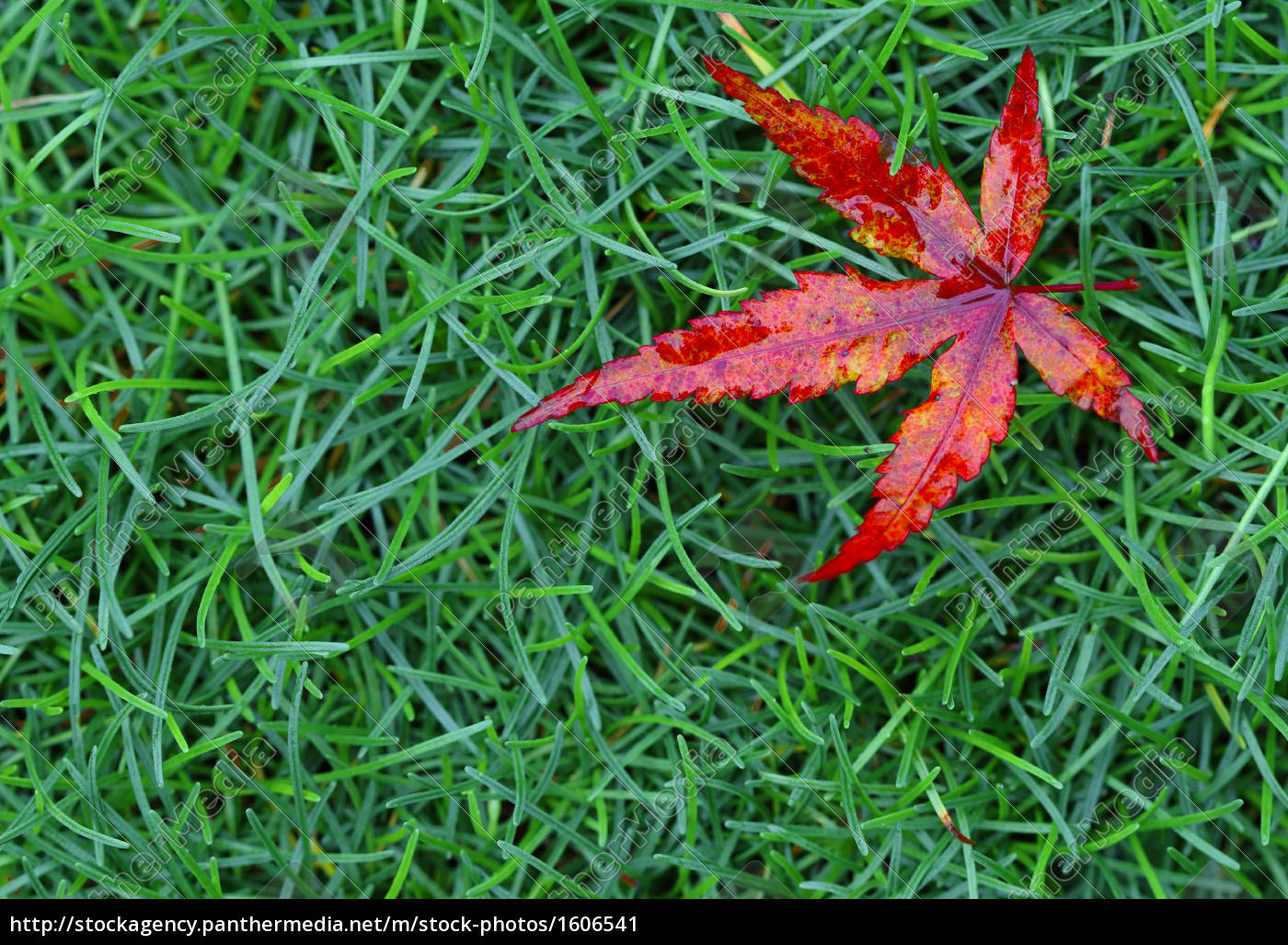 Rotes Herbstblatt Lizenzfreies Bild 1606541 Bildagentur Panthermedia