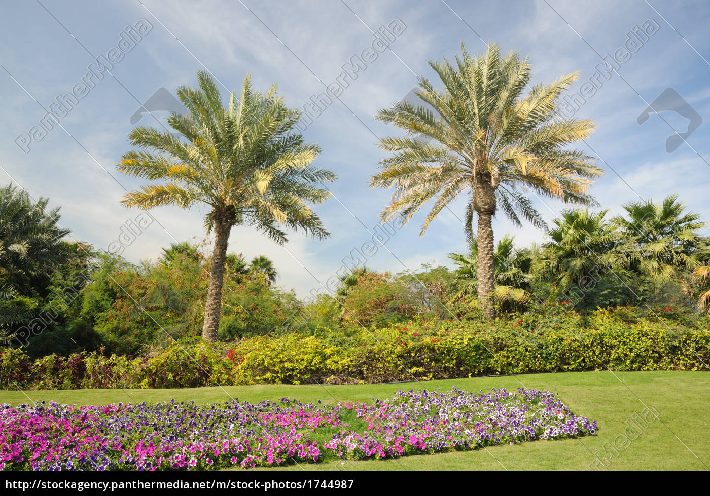 Palmen In Dubai Lizenzfreies Bild Bildagentur Panthermedia