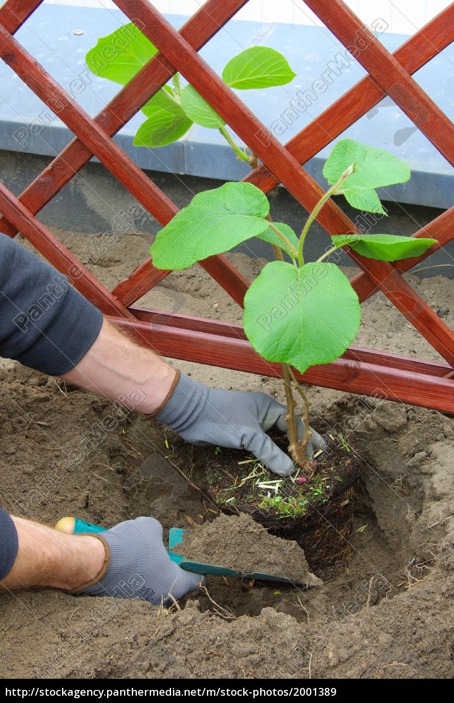 Kiwipflanze Pflanzen Planting A Kiwi Plant 02 Lizenzfreies