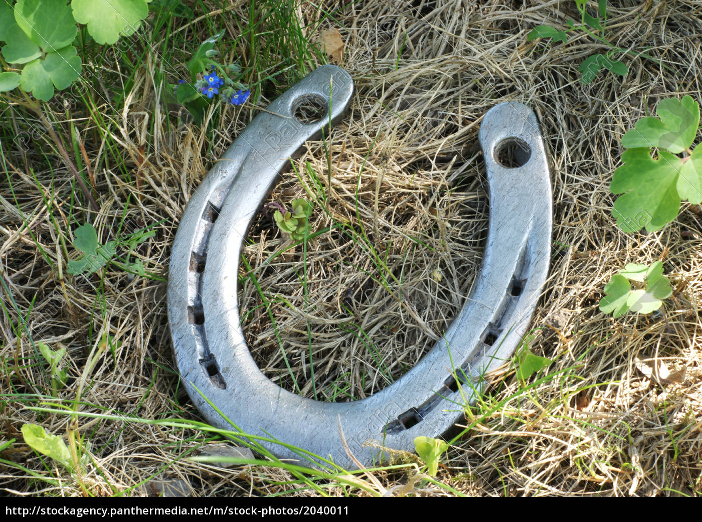 Hufeisen Im Gras Mit Vergissmeinnicht Lizenzfreies Bild Bildagentur Panthermedia