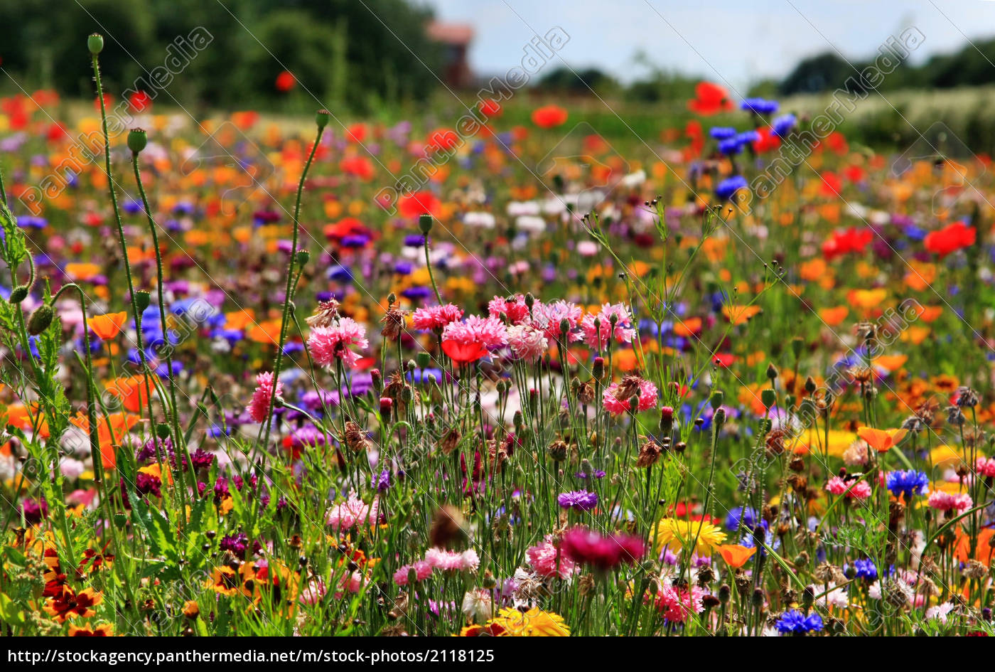 Blumenwiese 2 - Lizenzfreies Bild - #2118125 | Bildagentur PantherMedia