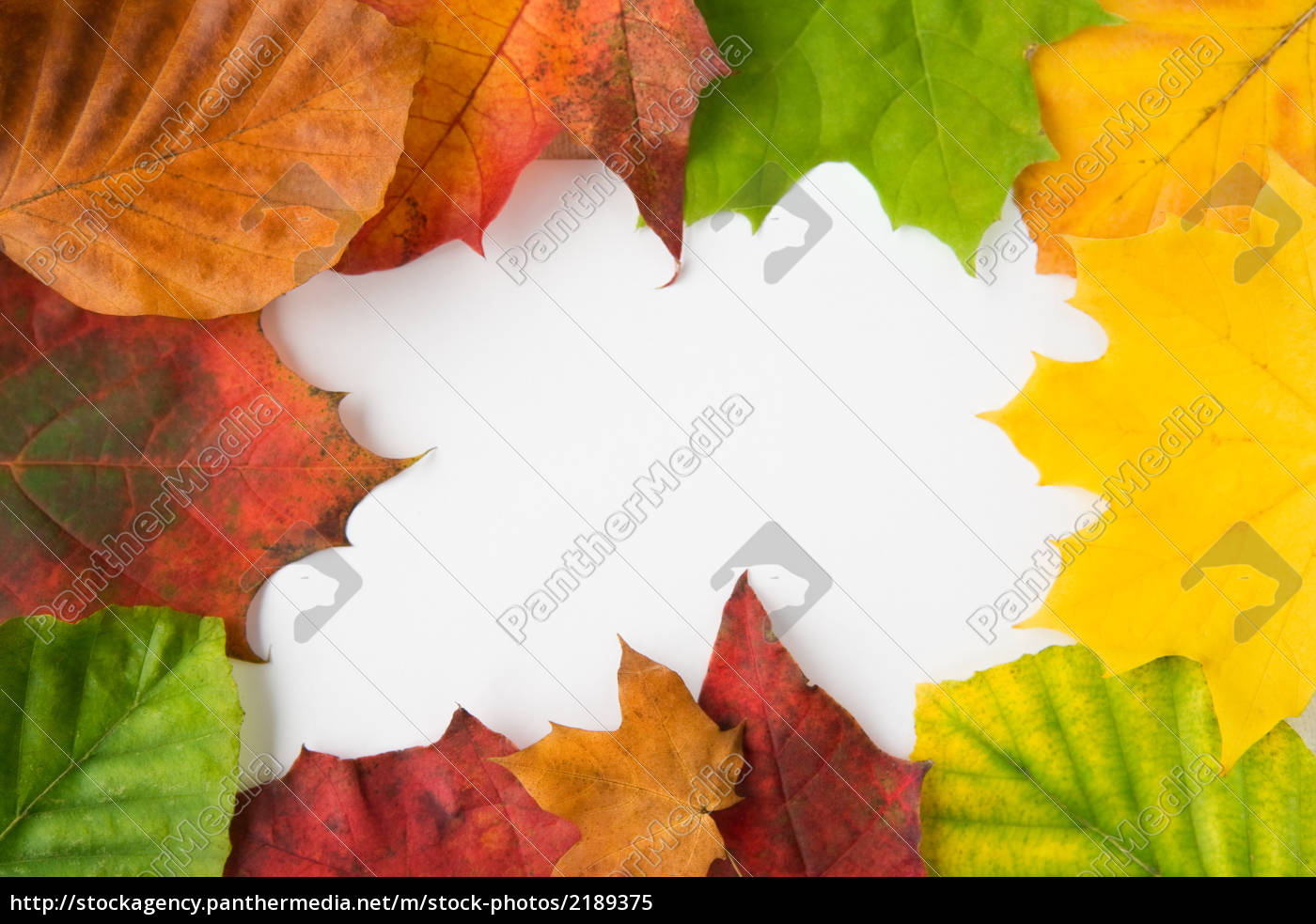 Herbstlaub Hintergrund Lizenzfreies Bild 2189375 Bildagentur Panthermedia