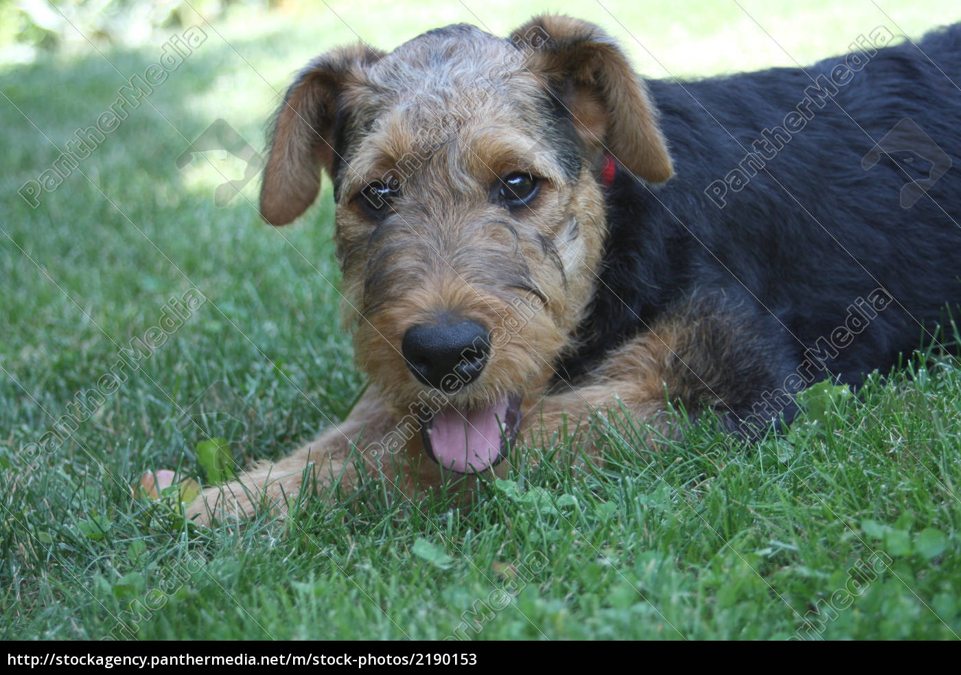 Airdale Terrier Welpe Stockfoto 2190153 Bildagentur Panthermedia