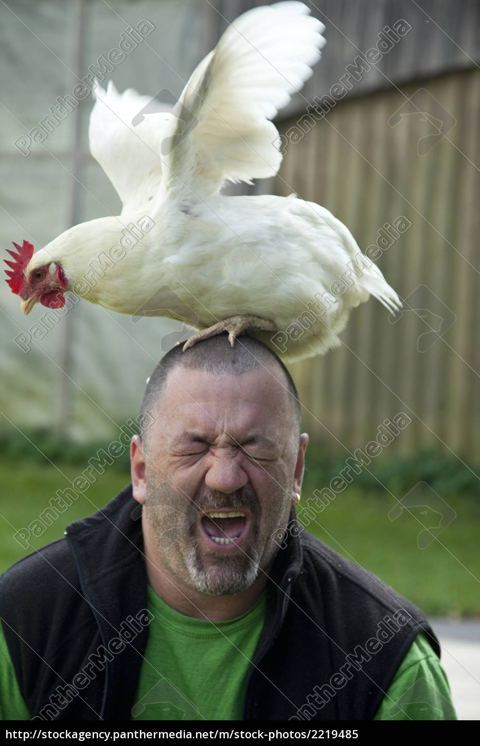 das verrückte Huhn - Lizenzfreies Bild - #2219485 | Bildagentur ...