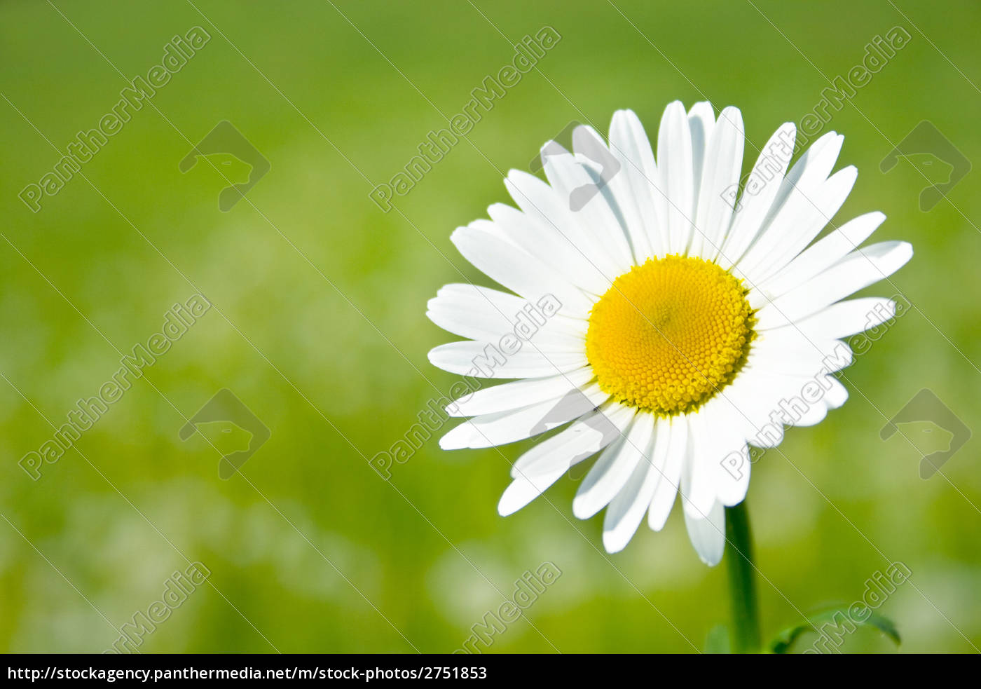 schöne gänseblümchen im garten Lizenzfreies Bild 2751853