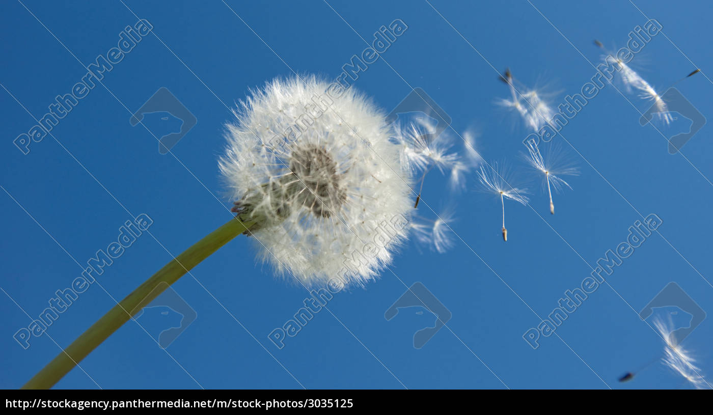 Pusteblume - Lizenzfreies Bild - #3035125 - Bildagentur PantherMedia