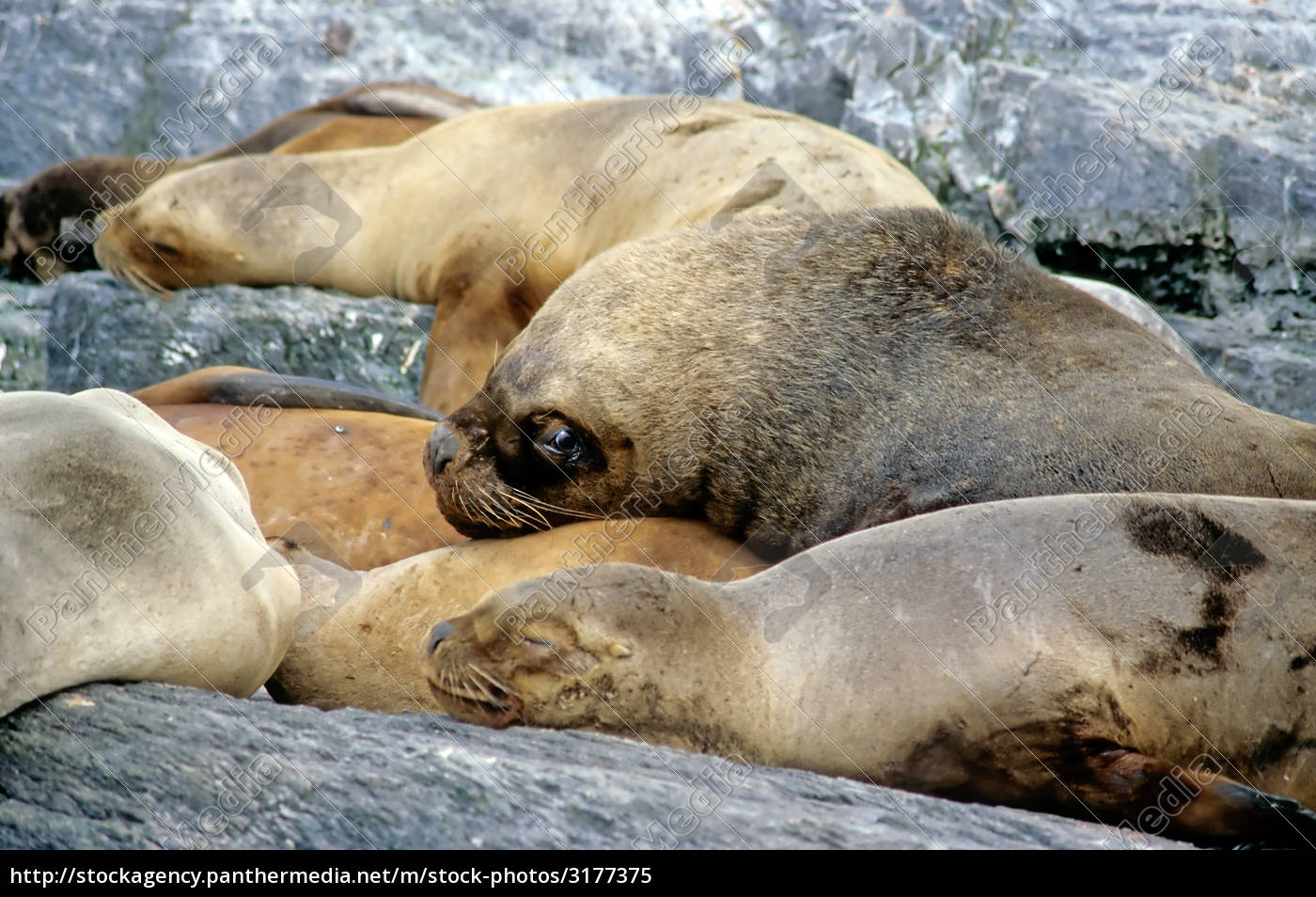 Eine Neugierige Mahnenrobbe Stockfoto 3177375 Bildagentur Panthermedia