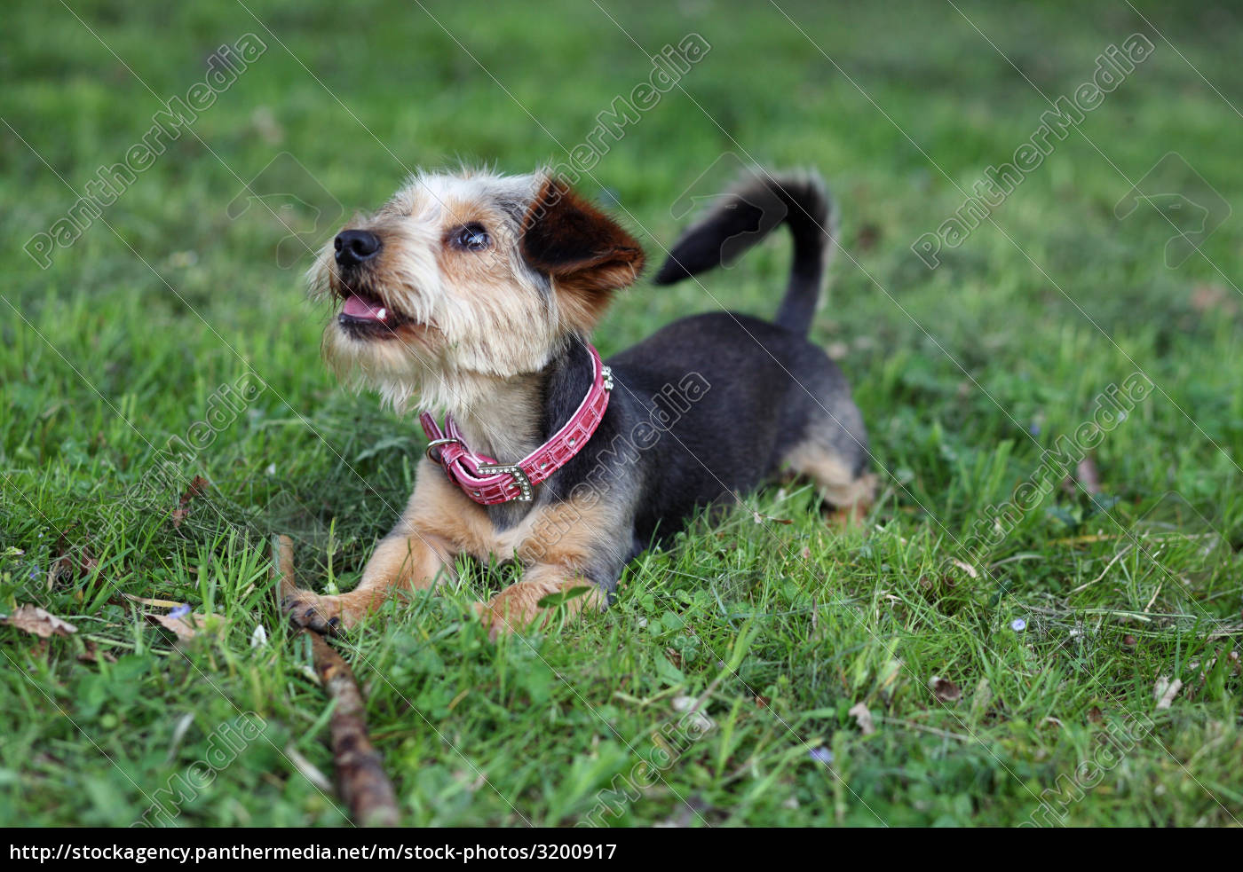 Bilder Yorkshire Terrier